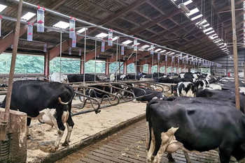 Cattle