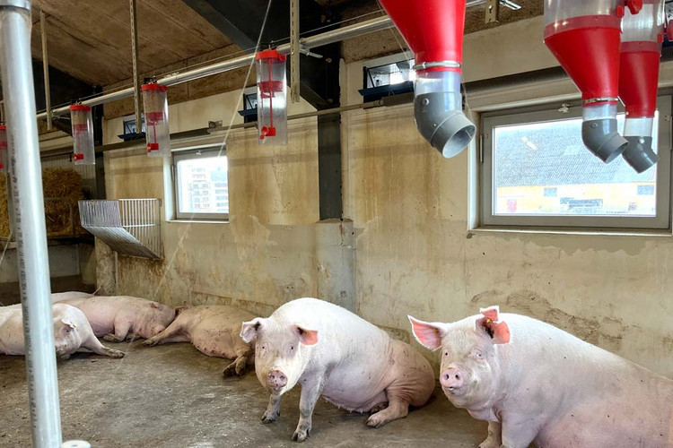 Sows in a pig barn