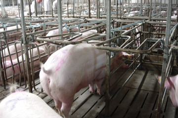 1100-sows-7