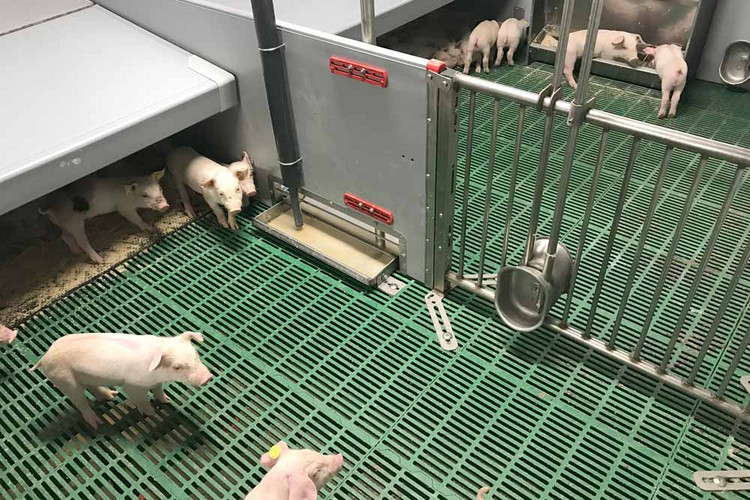 Piglets-in-a-weaner-pen