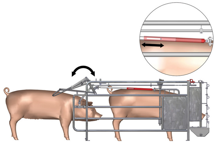 Free Access box construction prevents two sows from entering it simultaneously