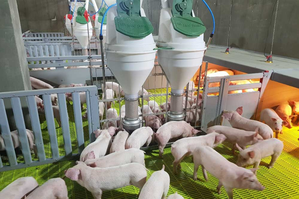 Weaner pens with Funkimat feeders