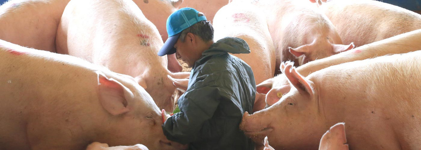 Happy Farm in Korea