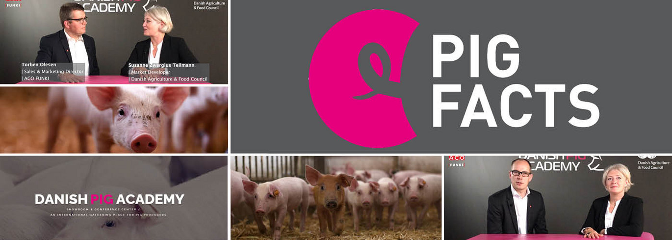 Pig Facts Web Pig Facts Web