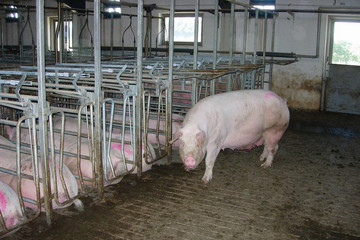 1100-sows-8
