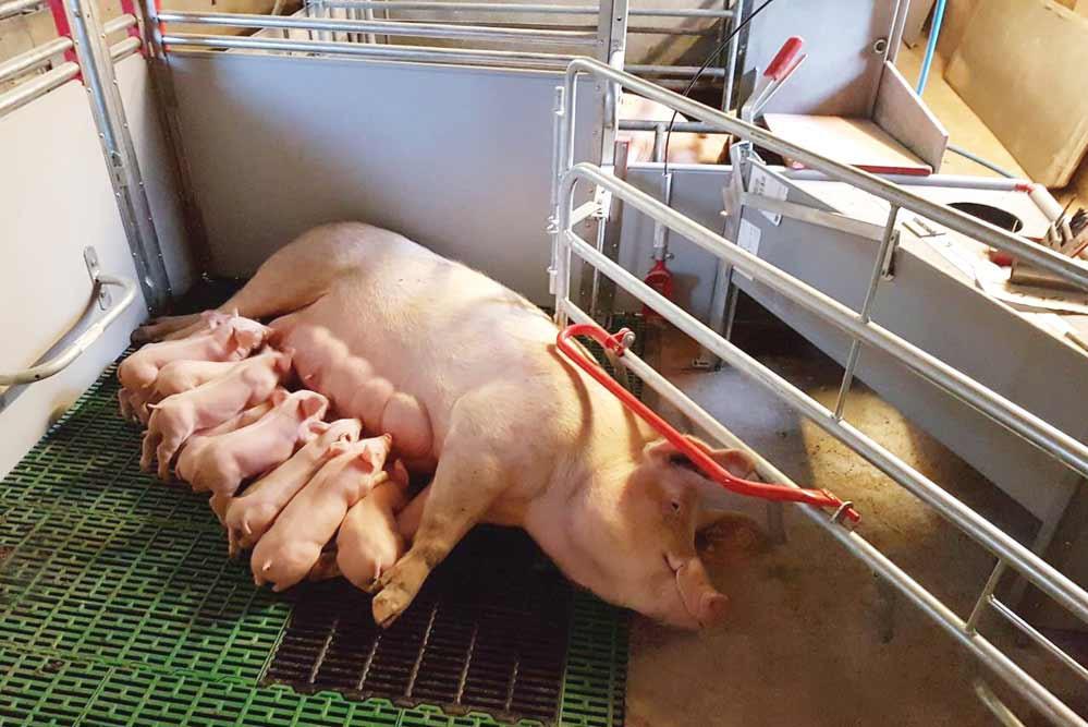Farrowing pens