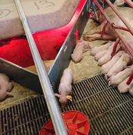 Egebjerg Farrowing Crate 2cd0ad9638