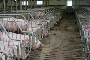 1100-sows-4