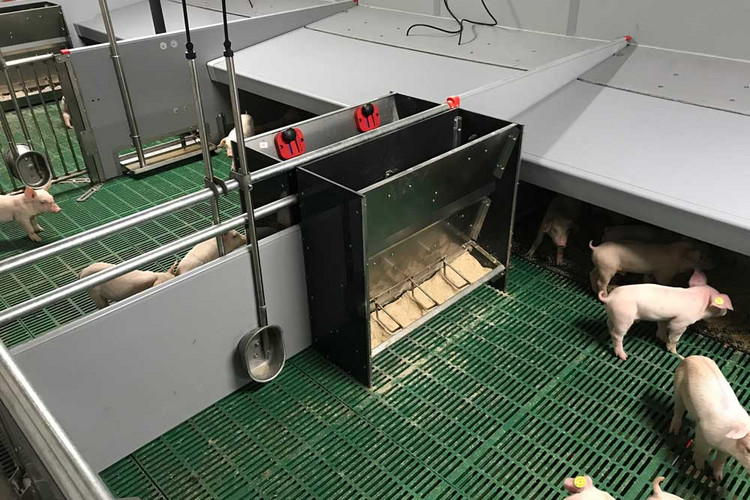 Box-Feeder-weaner-pen