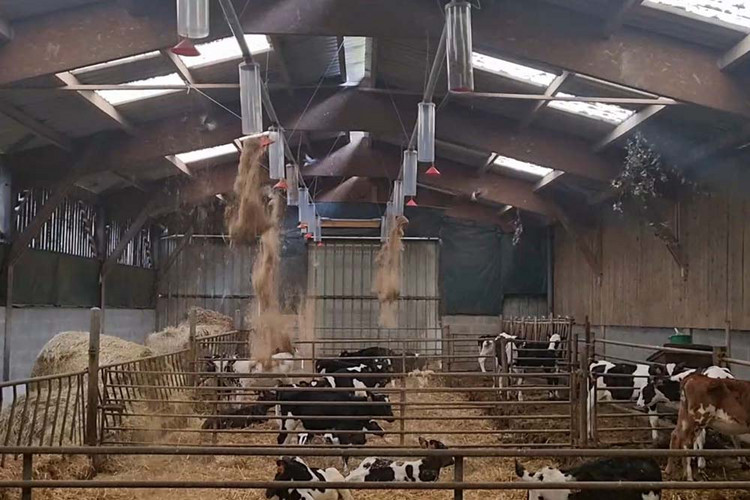 Automatic straw distribution system for animals in deep bedding (calf)