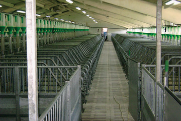 2600-sows-9