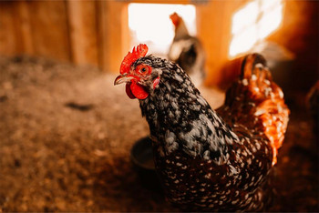 Poultry