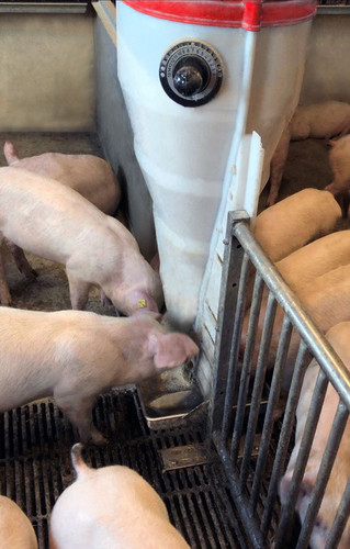 Pigs-in-stall
