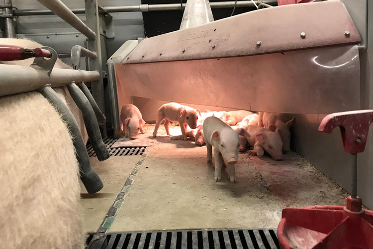 Piglets-in-the-farrowing-pen-piglet-nest-with-curtains