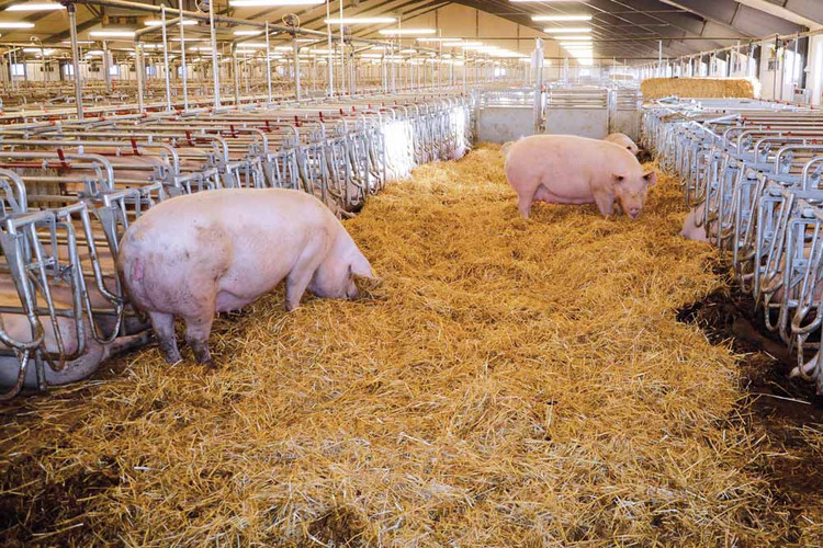 Pigs Mating Straw Bedding