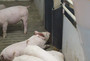 Pig With Manipulation Material 2