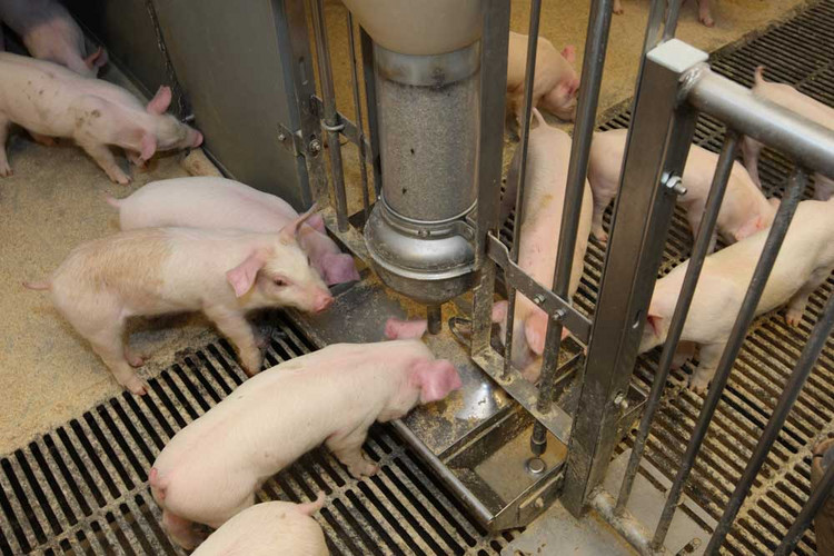 Dry-feeding-pigs