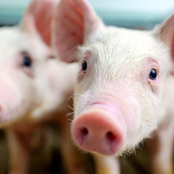 Modern Technologies for Pig Farming
