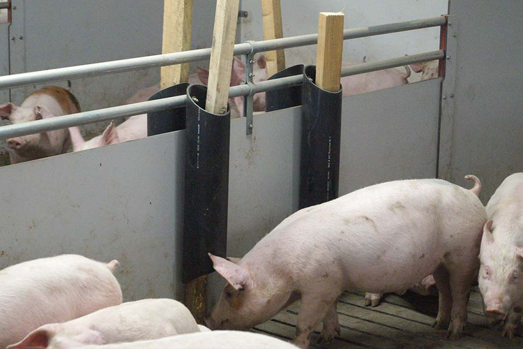 Pig With Manipulation Material