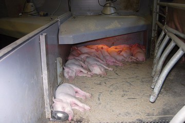1100-sows-3
