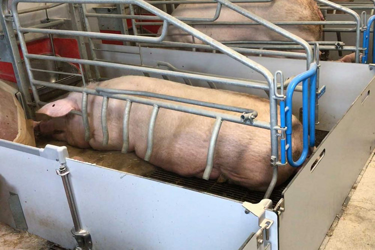 Sow in fiber farrowing pen