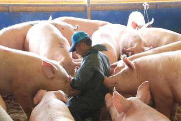 Farmer with the pigs