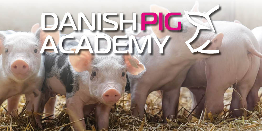 Danish Pig Academy