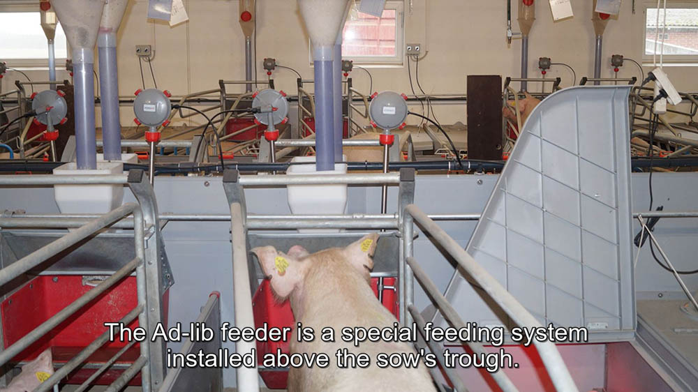 Ad-libitum Feeder