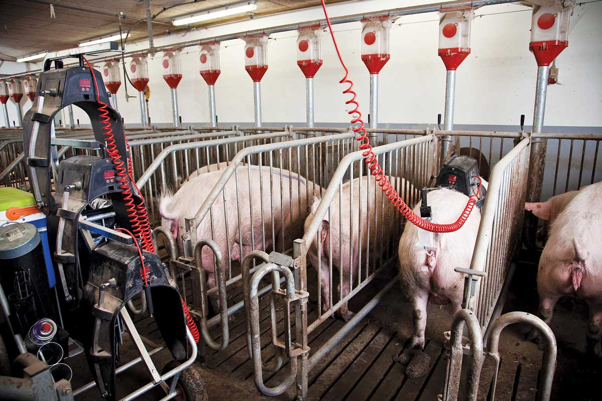 Automatic stimulation of sows