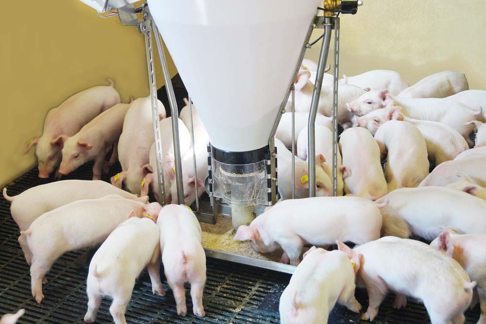 Baby-Feeder