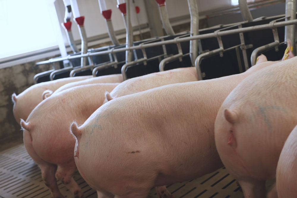Group Feeding with feeding partition for loose sows