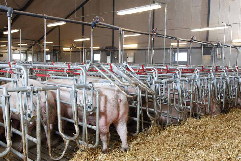 Mating & Gestation