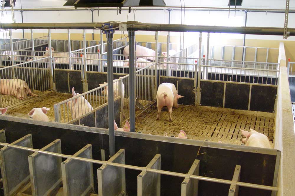 Penning for sows and boars: INN-O-FLEX