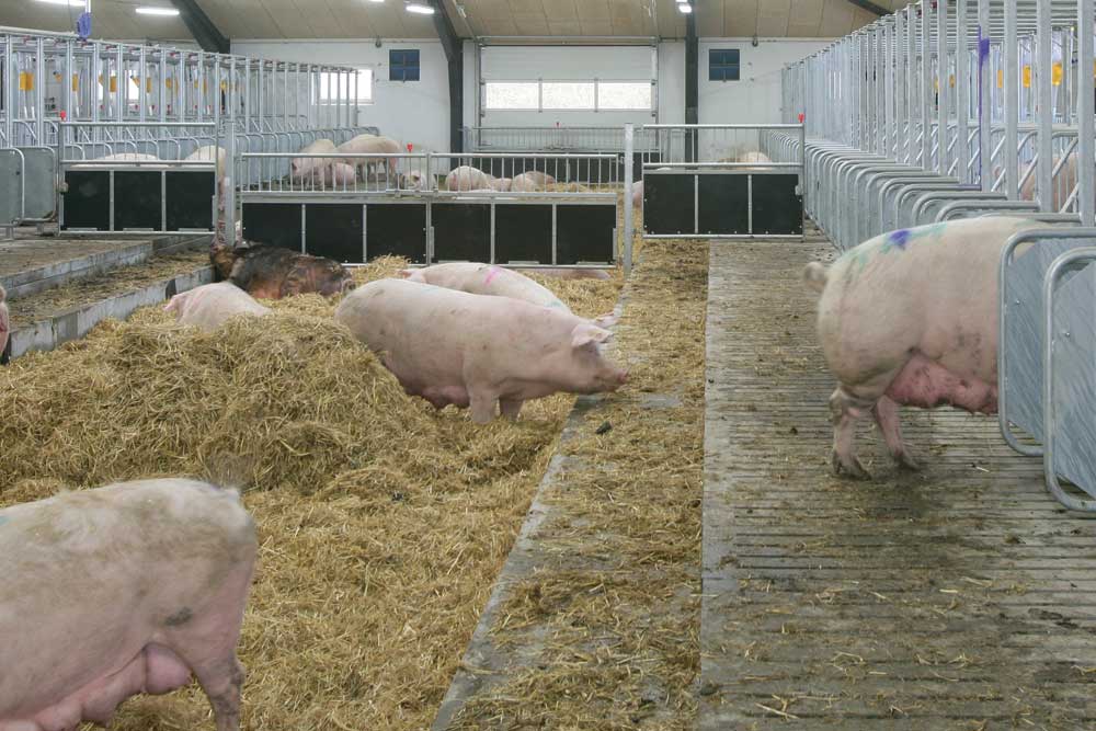 Mating and gestation box: LD-box