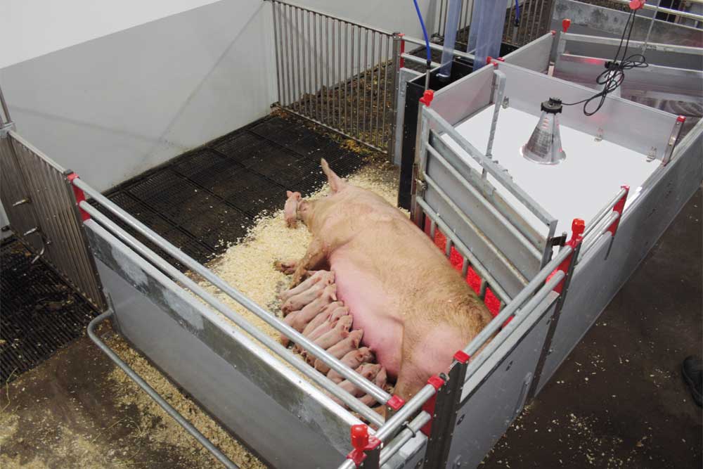 FT30 Farrowing pen for loose sows