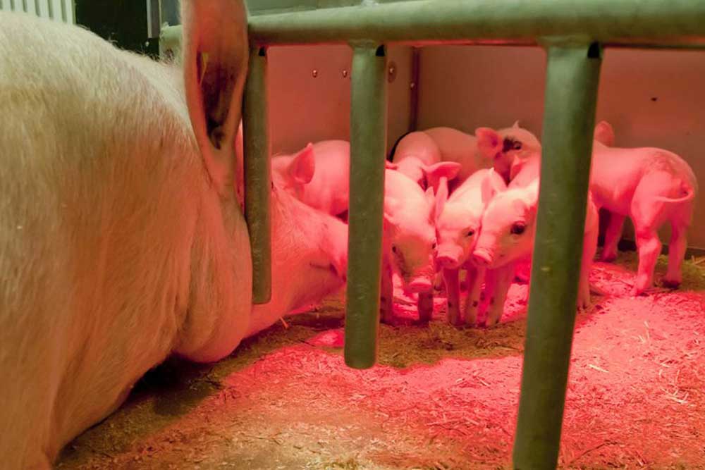 Piglets in piglet nest