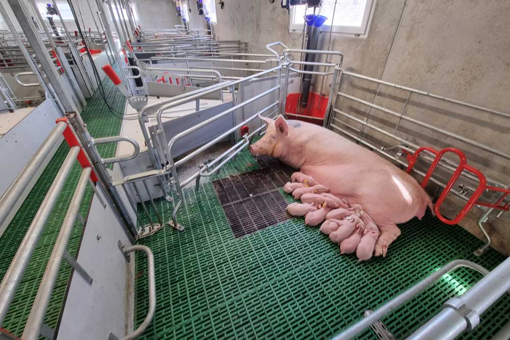 Sow-with-piglets-in-freedom-farrowing-pen-welsafe