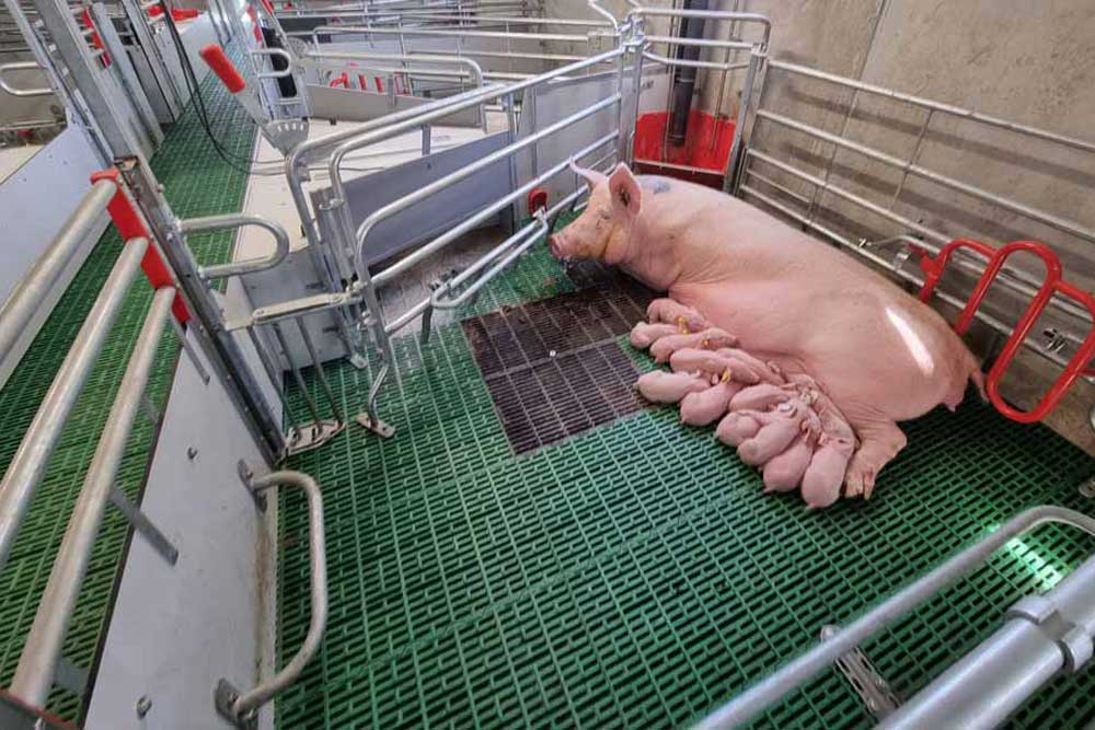 Farrowing Pens
