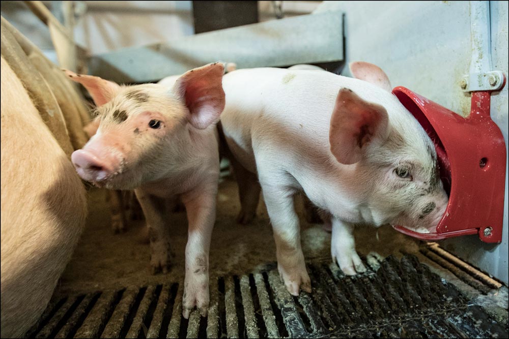 Milk feeding system for distribution of fresh milk to piglets