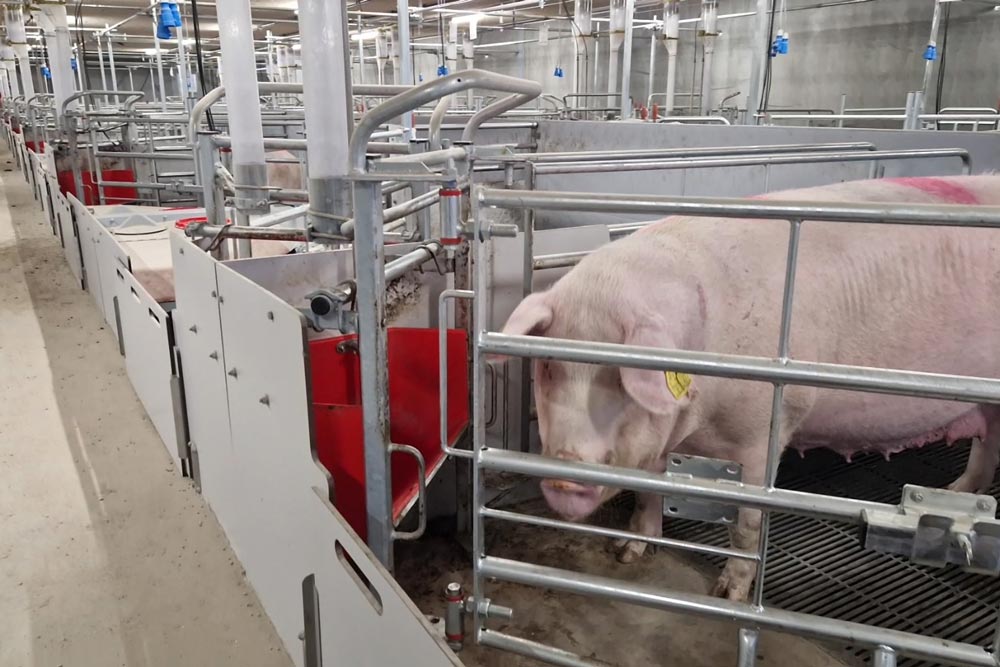 Farrowing pen for free walking sows