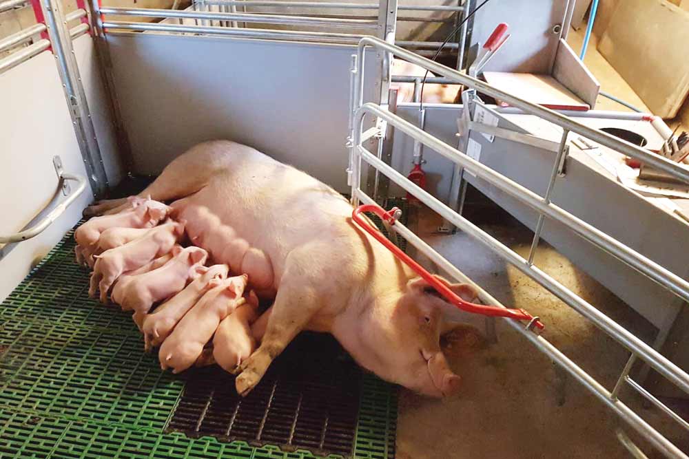 Farrowing pens