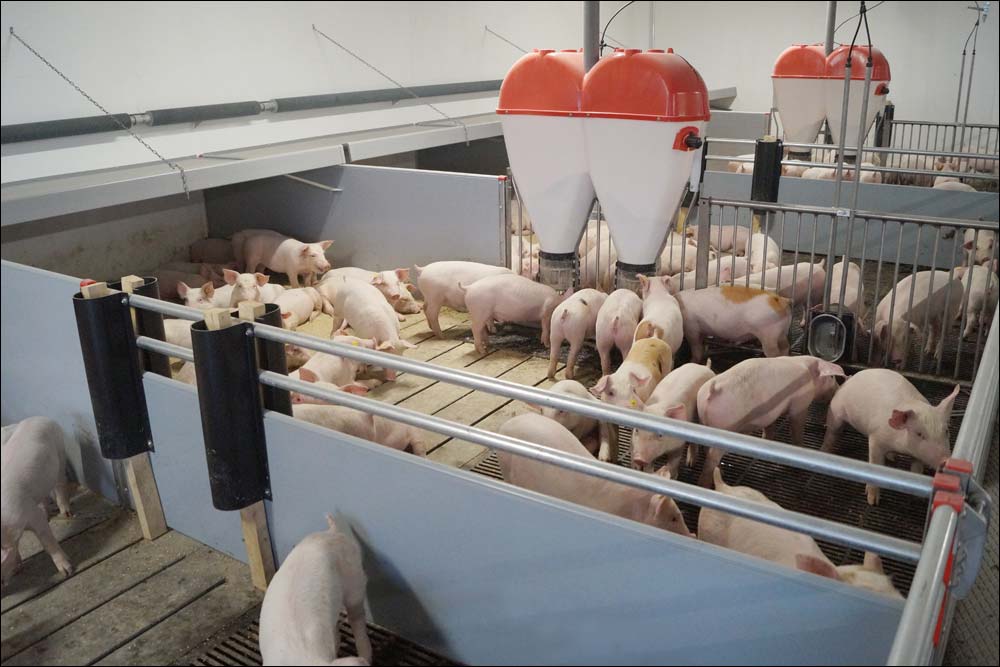CLEAN-O-FLEX Penning for weaners and finishers