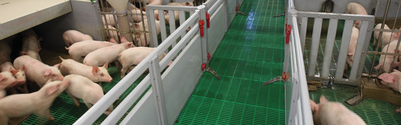 Pig in a weaner pen made of FUNKI FLEX Pig in a weaner pen made of FUNKI FLEX