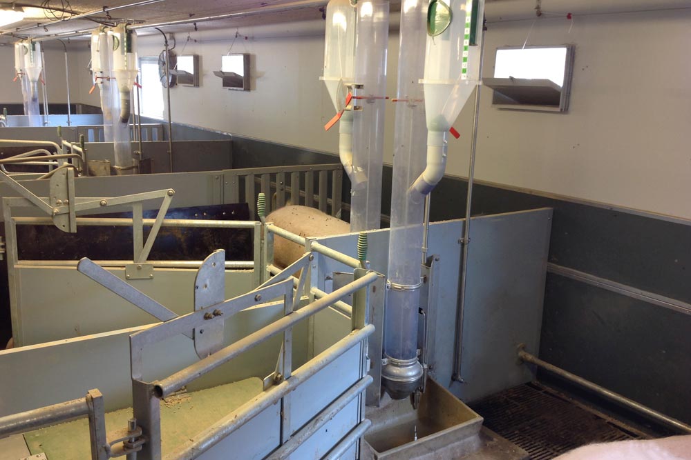 Combi Feeder for sows