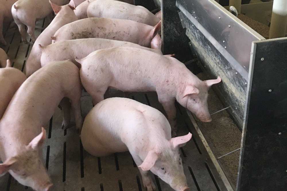Dry Feeding
