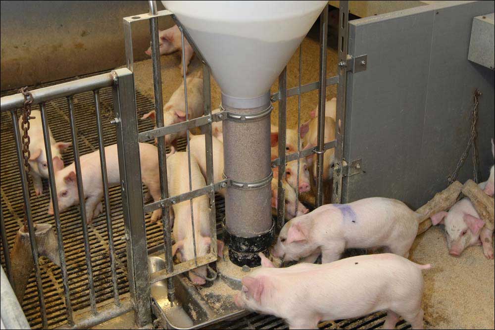 Funkimat Feeder