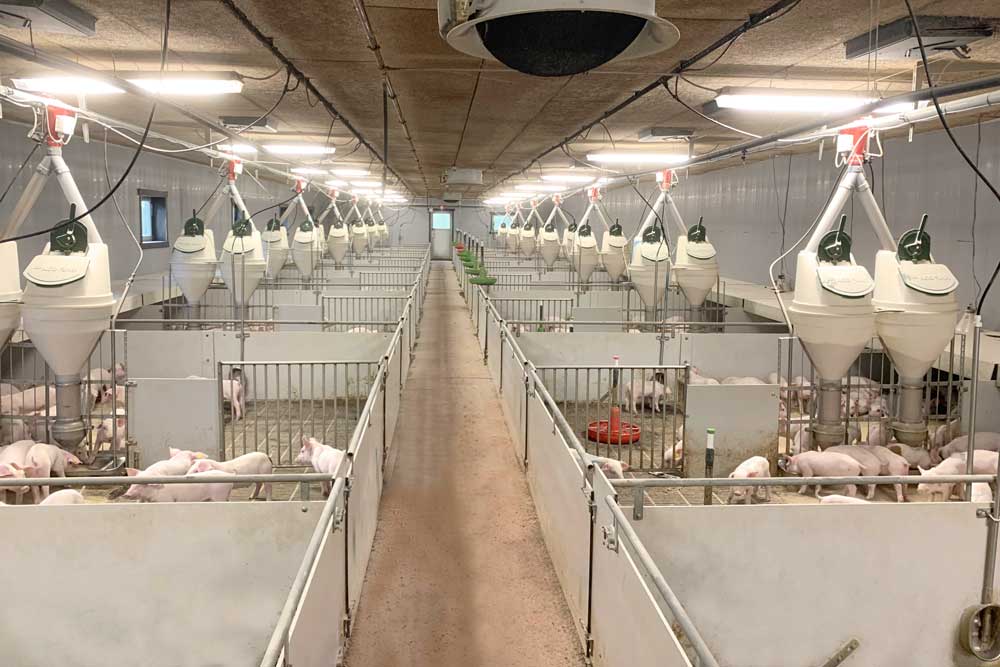Automatic Phase Feeding for pigs