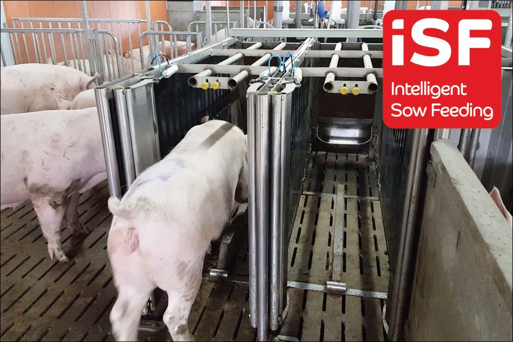 Intelligent Sow Feeding (iSF)