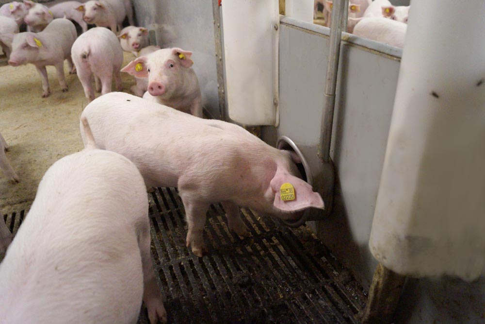 Pig Drinking From A Drinking Bowl
