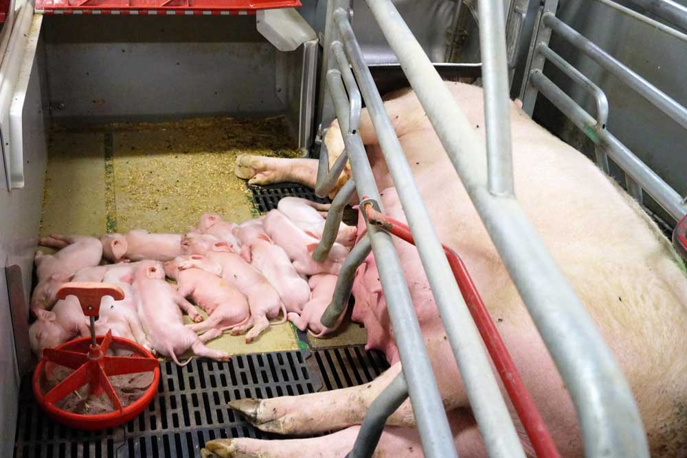 Heating-plate-polymer-sow-with-piglets